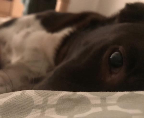 /Images/uploads/Southeast German Shorthaired Pointer Rescue/segspcalendarcontest2018/entries/9043thumb.jpg